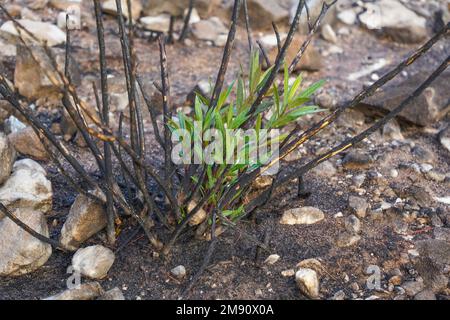 Bush growing back, regenerating, after wildfire, Spain Stock Photo - Alamy