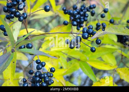 Ripe black and blue juicy berries of sambucus growing on a green bush in autumn Stock Photo