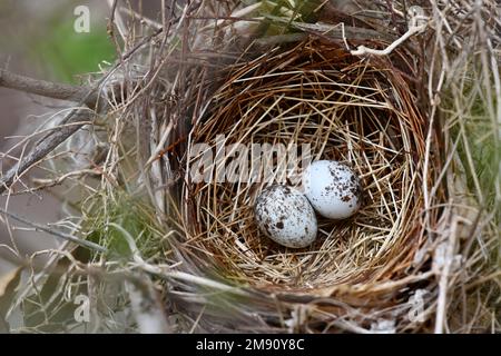 Bird eggs in a nest Stock Photo