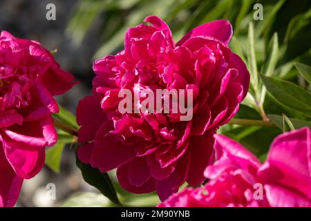 A vibrant raspberry red peony in full bloom in spring Stock Photo