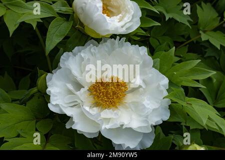 A large white bloom from a peony tree. Stock Photo