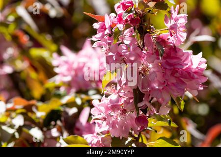 Pink crabapple blossoms in portrait in spring Stock Photo