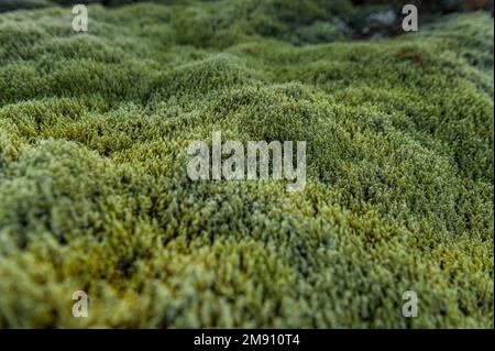 Green Moss in Iceland on Lava Ground. Stock Photo