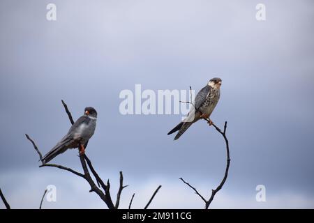 Couple of Amur Falcons at the end summer migration to South Africa, preparing return to Asia. Female has white underparts with dark chevrons. Stock Photo