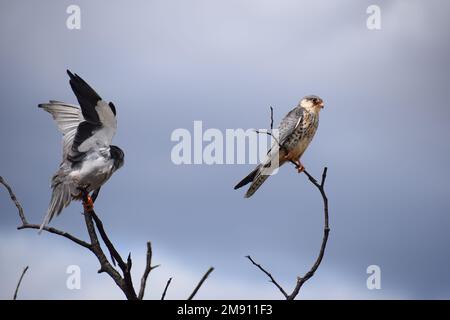 Couple of Amur Falcons at the end summer migration to South Africa, preparing return to Asia. Female has white underparts with dark chevrons. Stock Photo