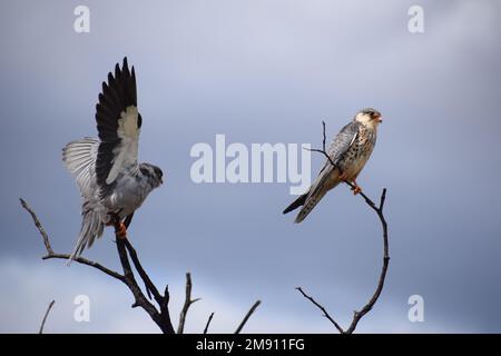 Couple of Amur Falcons at the end summer migration to South Africa, preparing return to Asia. Female has white underparts with dark chevrons. Stock Photo