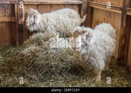 Angora goats on a Massachusetts farm Stock Photo