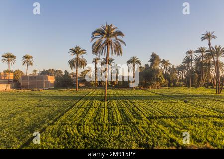Lush fields along river Nile in Egypt Stock Photo - Alamy