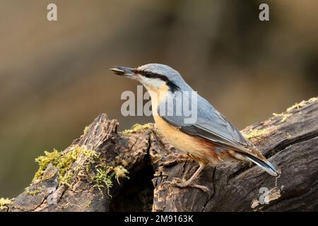 Eurasian nuthatch sitting on old wood in forest. With a sunflower seed in its beak. Genus species Sitta europaea. Trencin, Slovakia. Stock Photo