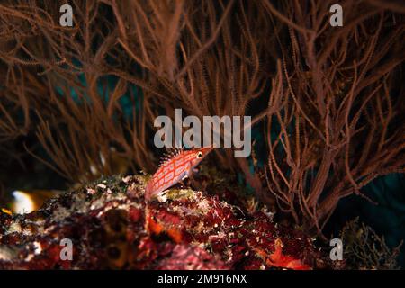 The longnose hawkfish (Oxycirrhites typus) is a species of marine ray-finned fish, a hawkfish belonging to the family Cirrhitidae. It is found on trop Stock Photo