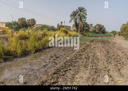 Fields by the river Nile near Aswan, Egypt Stock Photo - Alamy