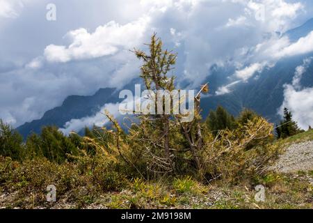 The sun shines through dark clouds on a small larch ( Larix ) on an alpine pasture. Behind cloud-covered mountains. Schwemmalm, Ulten Valley, Italy Stock Photo
