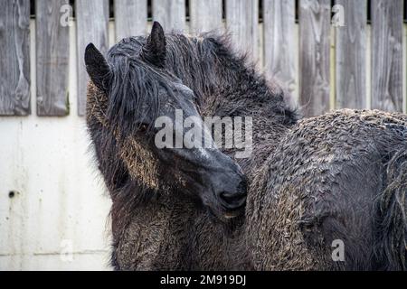 Dirty horses Friesian horse covered  in mud Stock Photo