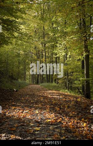 A path leading trough a colorful forest Stock Photo