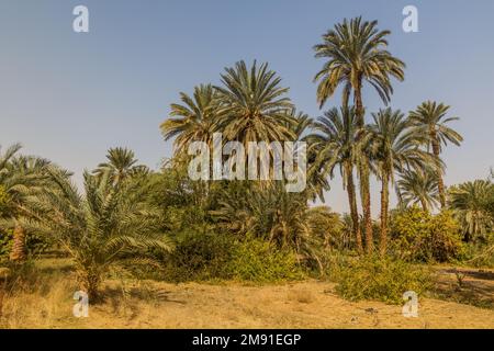 Palms by the river Nile, Egypt Stock Photo