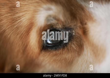 Macro image of eye of sad and sick purebred welsh pembroke corgi dog lying in front of camera and waiting for help of veterinarian Stock Photo