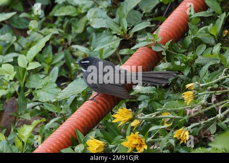 White-browed Fantail (Rhipidura aureola burmanica) adult standing on hose pipe  Datanla Waterfall, Da Lat, Vietnam.           December Stock Photo