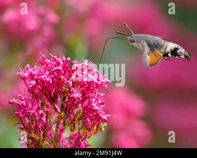 Closeup of Hummingbird Hawk-moth butterfly (Macroglossum stellatarum) feeding of red valerian flowers (Centranthus ruber) in flight Stock Photo