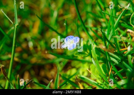 A closeup of a Persischer Ehrenpreis (Veronica persica) in greenery Stock Photo