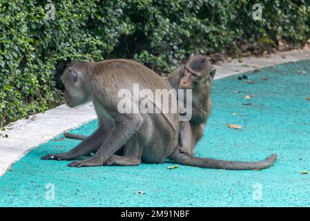 A pair of macaque monkeys checking their fur, Thailand Stock Photo