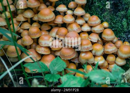 group of honey agaric on a stump among green moss in the forest in autumn. Growing edible mushrooms. Armillaria, mellea close up Stock Photo