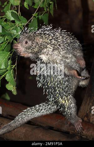 Brazilian porcupine (Coendou prehensilis); portrait Stock Photo