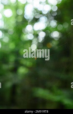 A web in a dark forest, a small inconspicuous spider on a web spun by it spits on its prey, bokeh in the background. Stock Photo