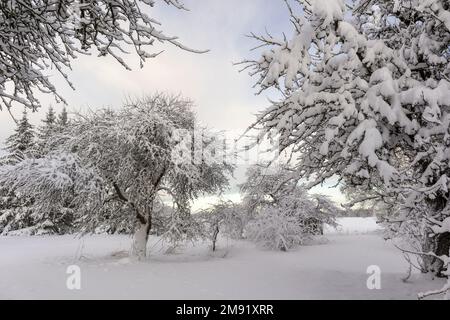 Snow covered tree branches on winter day with sky background Stock Photo