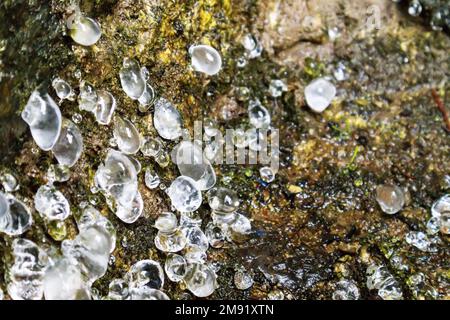 Frozen white ice drops on green and mossy background Stock Photo