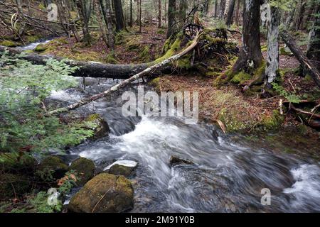Chamcook Stream, New Brunswick, Canada Stock Photo