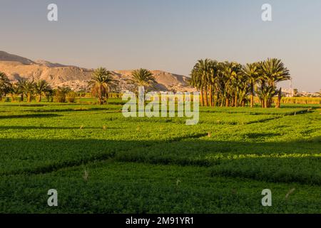 Lush fields irrigate from the river Nile, Egypt Stock Photo