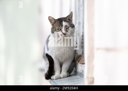 Sad tabby homeless cat sitting on windowsill outside Stock Photo