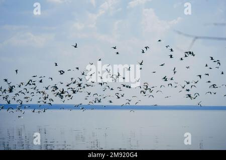 large flock of seagulls flies over the sea on background of blue sky Stock Photo