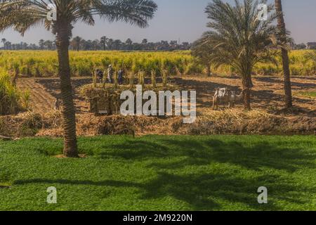 EGYPT - FEB 19, 2019: Workers on a sugar cane field, Egypt Stock Photo