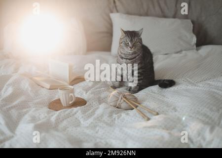 Cute tabby cat in bed on warm blanket. Hygge concept. Lazy weekend  Stock Photo