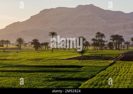 Palms and lush fields in the valley of Nile river, Egypt Stock Photo