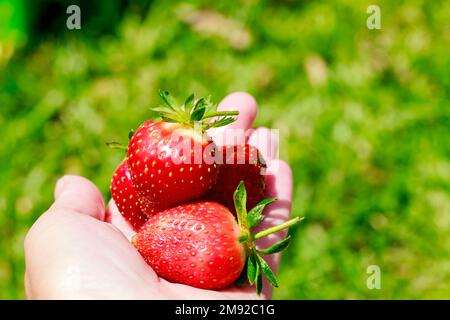 The woman is holding large strawberries that are ripe and red. Stock Photo