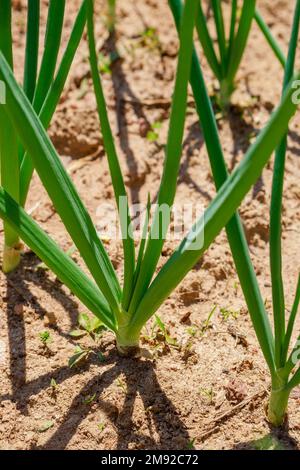 Green onions grow in a row in ground. Stock Photo