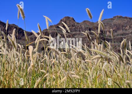 Wild grasses (Pennisetum setaceum) growing with mountains as backdrop Stock Photo