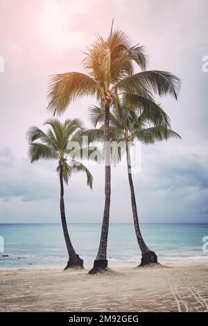 Coconut palm trees on a Caribbean beach at sunset, Mexico. Stock Photo