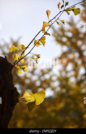 Yellow ginkgo leaves on a thin branch Stock Photo