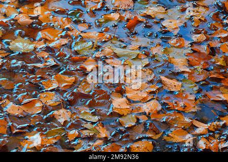 Closeup of multicolored autumn leaves floating in transparent water in puddle with bubbles during daytime Stock Photo