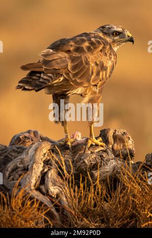 Side view of attentive wild brown common buzzard looking away while standing on rough dry tree trunk on sunny day in nature Stock Photo
