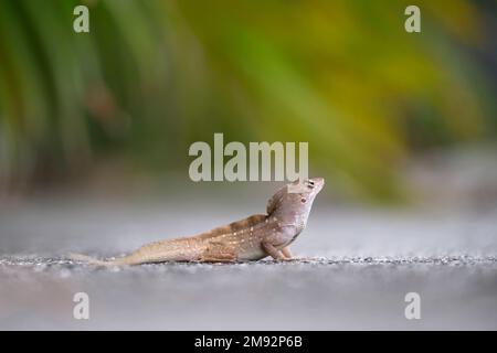 Macro closeup of blown alone lizard warming on summer sun. Anolis sagrei small reptile in native to Florida USA Stock Photo