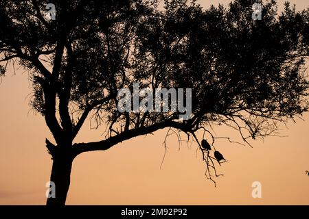 Silhouette of owlets perching side by side on branch of tree against sky during sunset Stock Photo