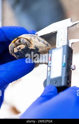 Crop anonymous doctor in gloves measuring size of Moorish tortoise with electronic digital vernier caliper during session population measurement sessi Stock Photo