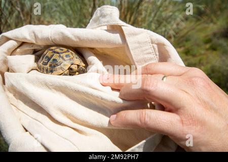 Crop anonymous person with small Moorish tortoise in white bag on grassy field during sunny day Stock Photo