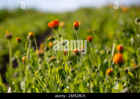 Closeup of bright orange pot marigold flowers growing in green meadow on sunny summer day against blurred background Stock Photo