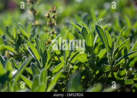 Closeup of fresh green leaves of sage on blurred background against sunlight in nature Stock Photo