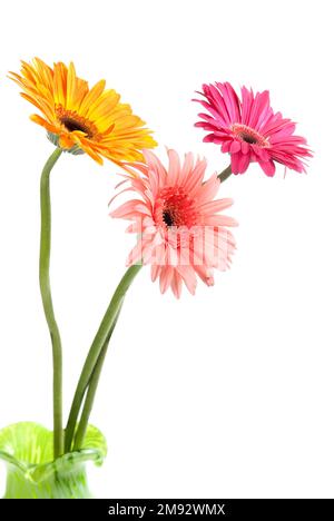 Three gerbera flowers in a vase on white Stock Photo